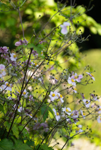Flora-Gartenführung