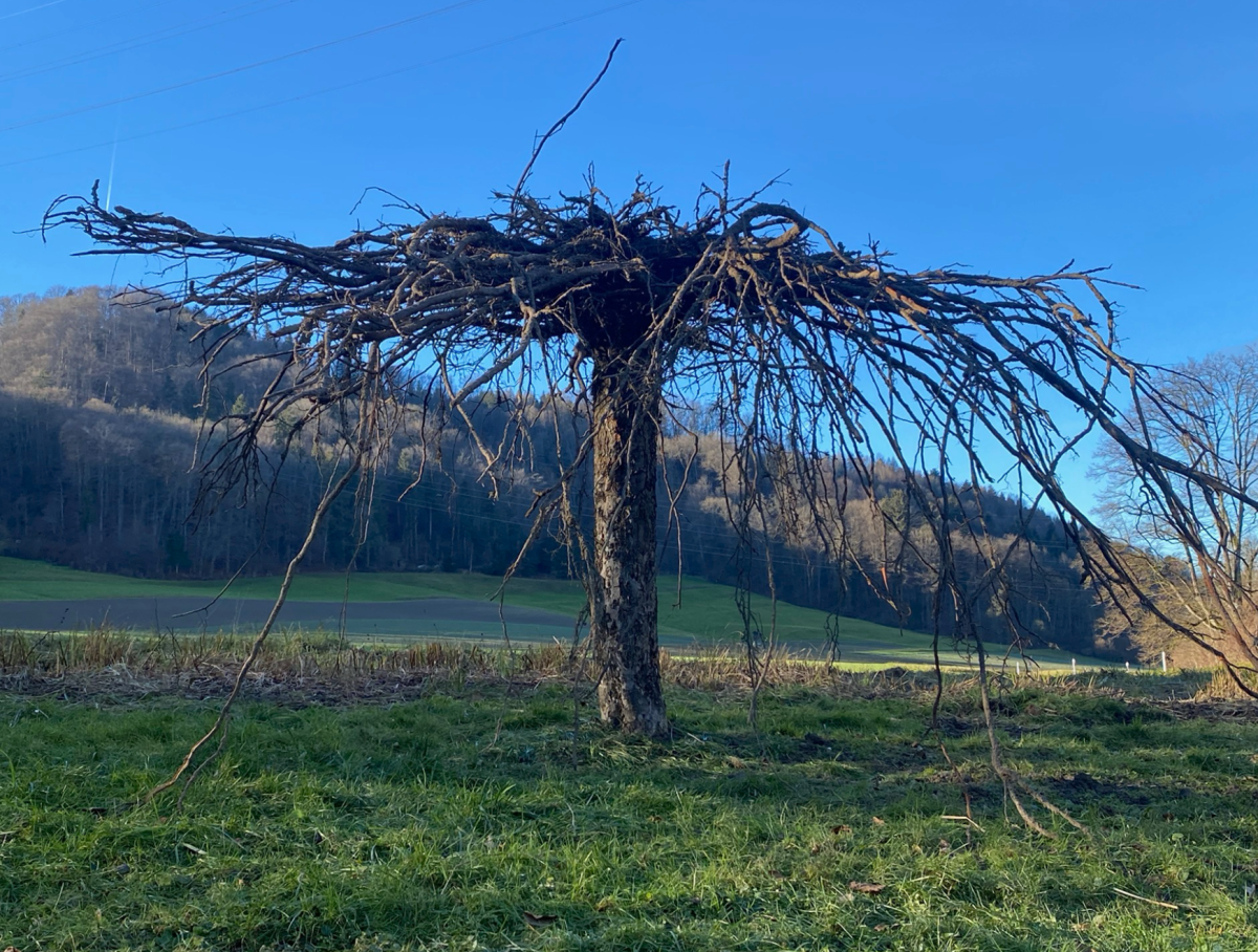 Com&Com (Hedinger/Gossolt): BAUM #7 (Weiertal), 2025