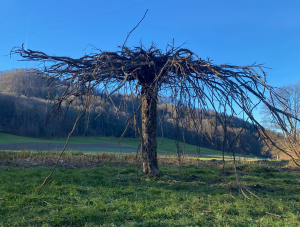 Com&Com (Hedinger/Gossolt): BAUM #7 (Weiertal), 2025